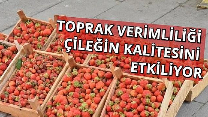 Kuyulu Çileğine Vatandaş Yoğun İlgi Gösteriyor