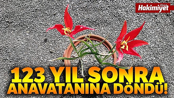 Yitik lale gurbetten sılaya döndü