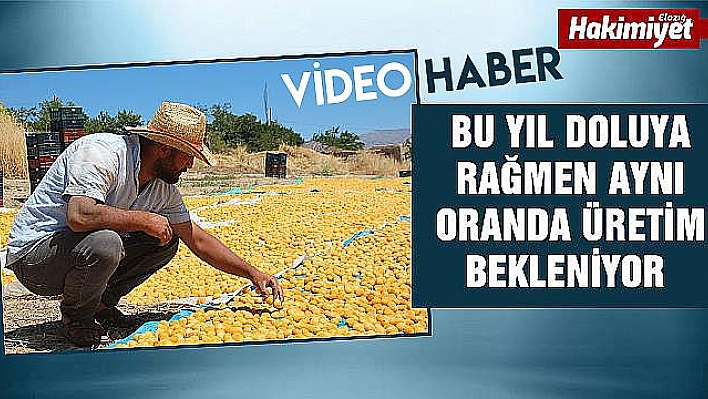 Baskil'de 1 Milyon Ağaçta 'Kayısı Hasadı' Yapıldı