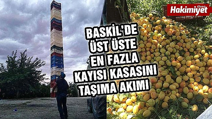 BASKİL'DE KAYISI ÜRETİCİLERİ ARASINDA YENİ AKIM BAŞLADI