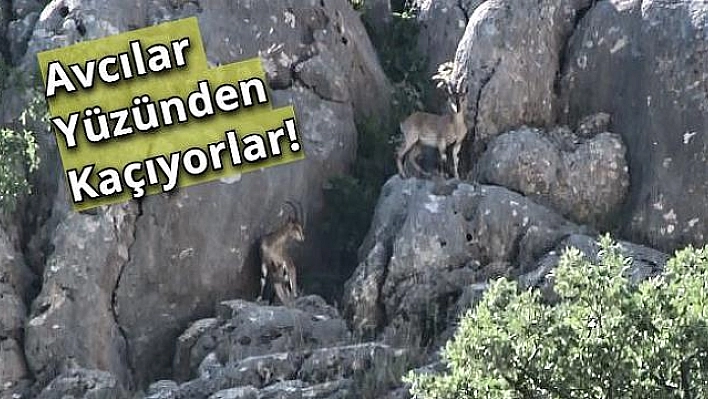 Nesli tükenmekte olan dağ keçileri Ölbe Vadisi'nde görüntülendi