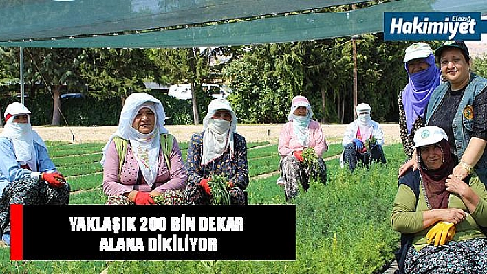 Ormanlar, kadınların ellerinden yeşeriyor