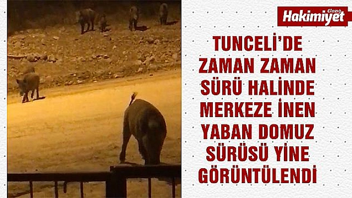 Domuz Sürüsü Tunceli'nin Merkezine İndi