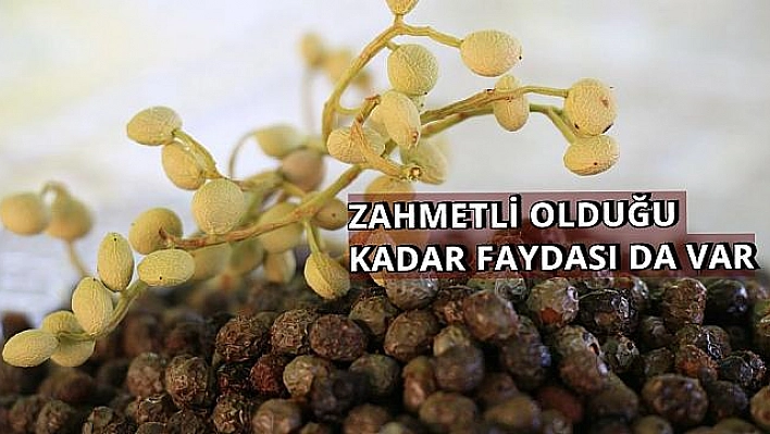 ÇEDENE AĞACINDAN ELDE ETTİĞİ KAHVE TOHUMLARINI GELENEKSEL YÖNTEMLERLE KAHVEYE DÖNÜŞTÜRÜYOR