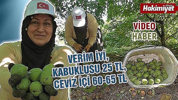 Elazığ'da 6 bin dekarda zorlu ceviz hasadı başladı