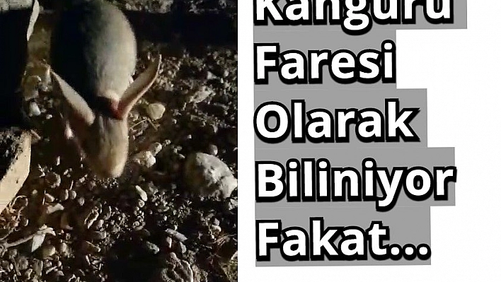 Kanguru faresine benzeyen Arap tavşanı görüntülendi