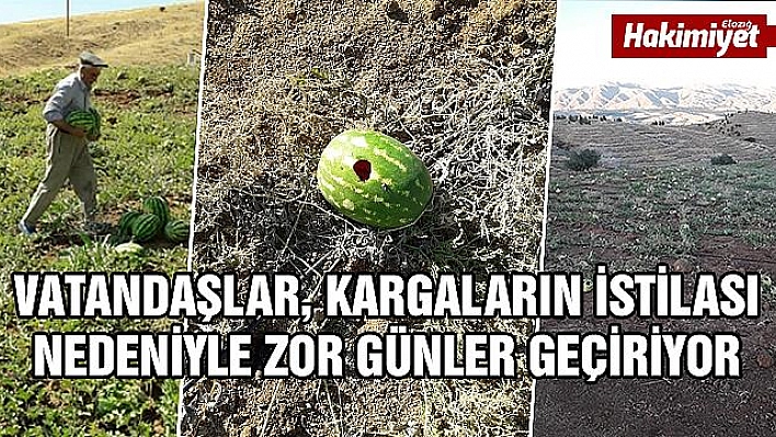 KARGALAR, 15 DÖNÜMLÜK KARPUZ TARLASINA BÜYÜK ZARAR VERDİ