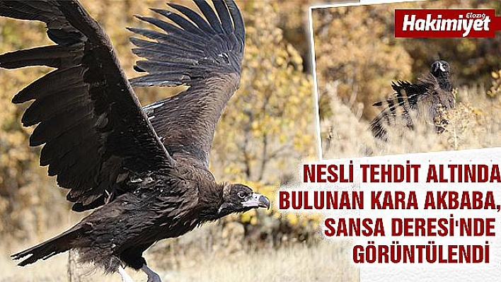 Dünyanın en tehlikeli yırtıcısı akbaba yakından görüntülendi  