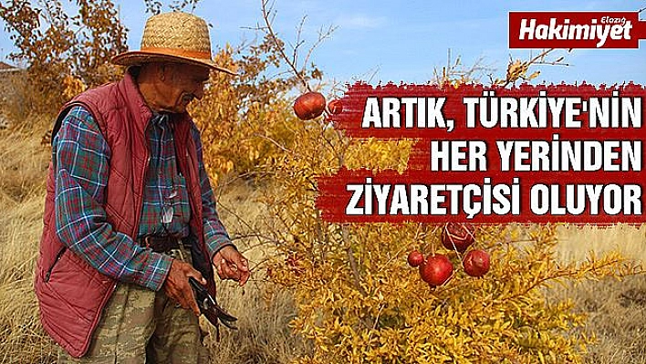 Yerli 'Robinson Crusoe' Ziya Dede, adasında kışa hazırlanıyor