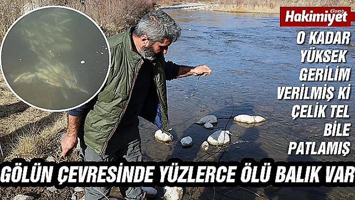 Pülümür çayına kaçak balıkçıların verdiği elektrik, balıkları telef etti