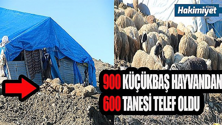 10 GÜNDE TOPLAM 600'DEN FAZLA KÜÇÜKBAŞI TELEF OLDU, YARDIM BEKLİYOR 