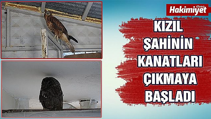 Baykuş ve kızıl şahin doğaya bırakılacağı günü bekliyor