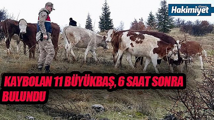 KAYBOLAN 11 BÜYÜKBAŞI, JANDARMA EKİPLERİ BULDU 