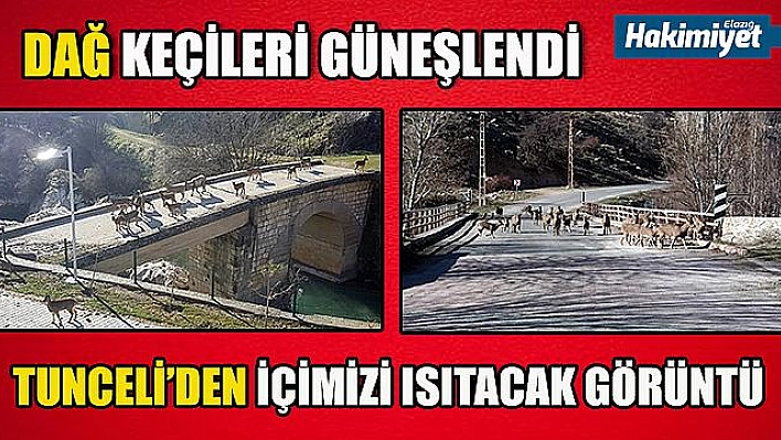 Sürü halindeki yaban keçileri güneşin tadını çıkarttı