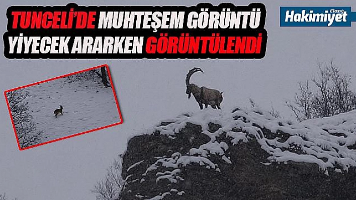 Tunceli'de karda dağ keçileri yiyecek ararken görüntülendi