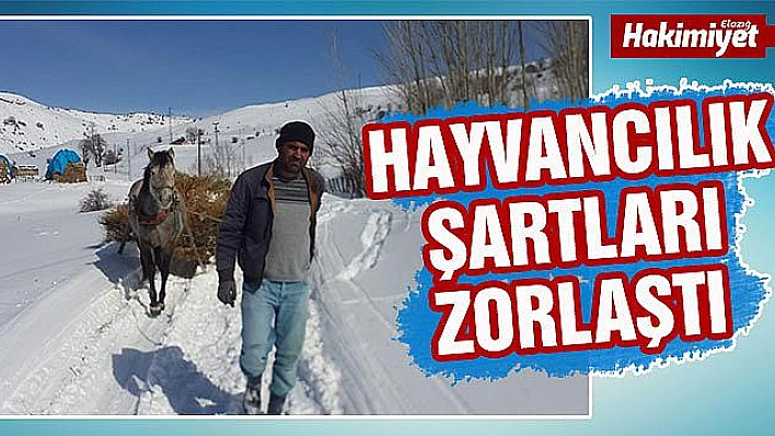 Çetin kış şartları, hayvancılıkla uğraşanları zorlamaya başladı