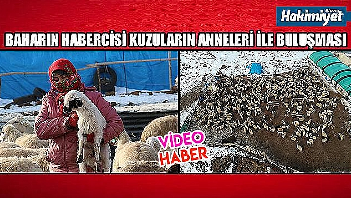 Elazığ'da kuzuların anneleriyle muhteşem buluşması