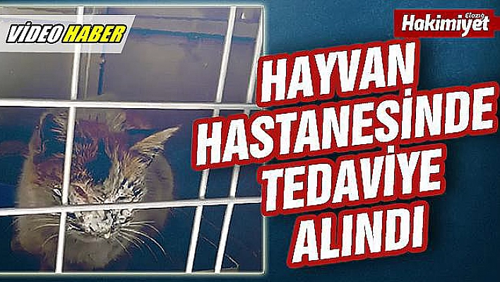 ENKAZIN ALTINDA 12 GÜN KALAN KEDİ, KURTARILDI 