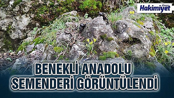 Benekli Anadolu semenderi ailesi görüntülendi