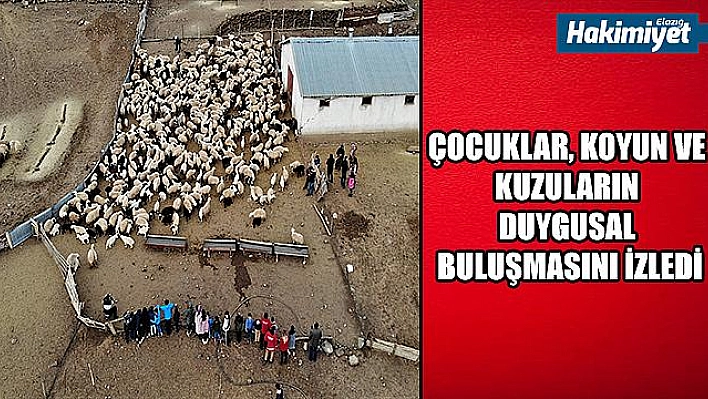 Depremzede çocuklar, koyun ve kuzuların duygusal buluşmasını izledi