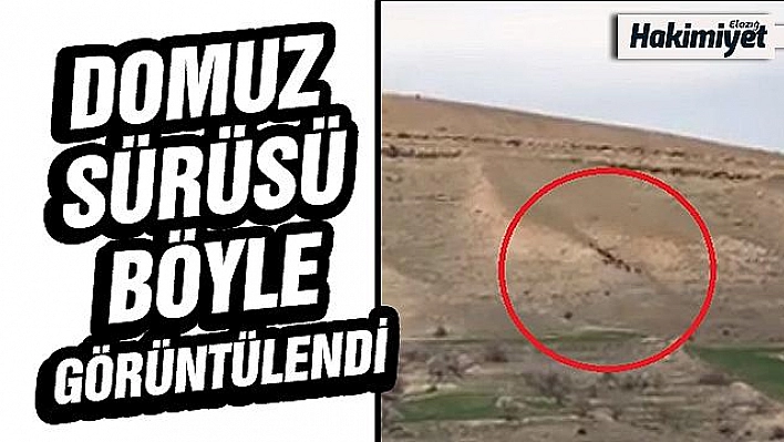 Domuz sürüsü görüntülendi