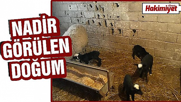 ELAZIĞ'DA BİR KOYUN DÖRDÜZ DOĞURDU