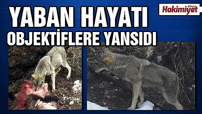 Kurtlar karnını doyururken görüntülendi