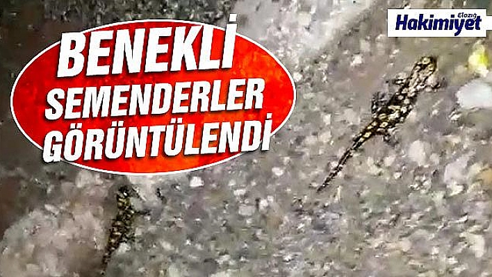 Yağmurla birlikte semenderler gün yüzüne çıktı