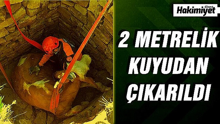 Kuyuya düşen inek, kurtarıldı