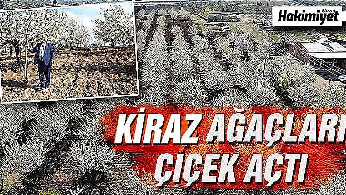 Tarihi mahalle kiraz çiçekleriyle beyaza büründü