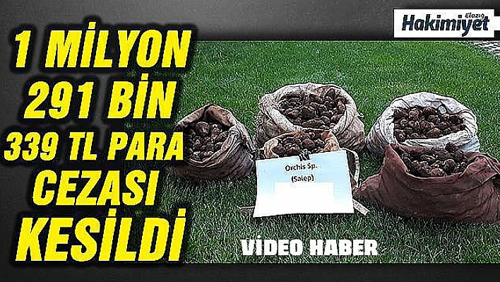 Kaçak salep soğanı toplayan 5 kişiye 368 bin TL ceza kesildi