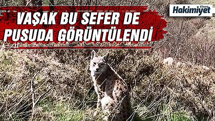 Otların arasında pusuda görüntülendi    