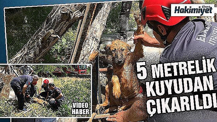 5 metrelik kuyuya düşen köpek için kurtarma operasyonu