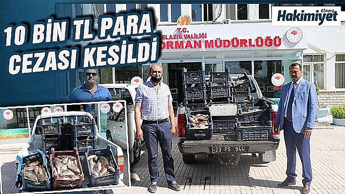 Bir ton kaçak balık ele geçirildi
