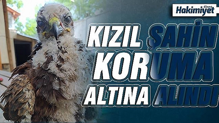 Bitkin bulunan yavru kızıl şahin koruma altına alındı