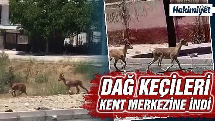 Dağ keçileri bu kez mahalleye kadar indi