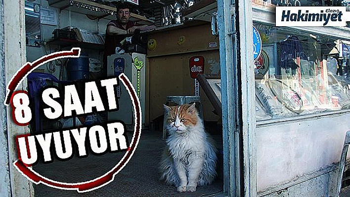 Depresyona giren kedi 9 kiloya ulaştı