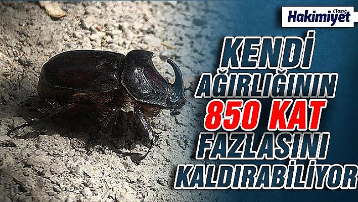 Elazığ'da gergedan böceği görüntülendi