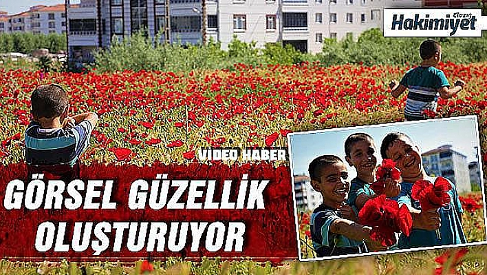 Gelincikler Görsel Şölen Oluşturdu