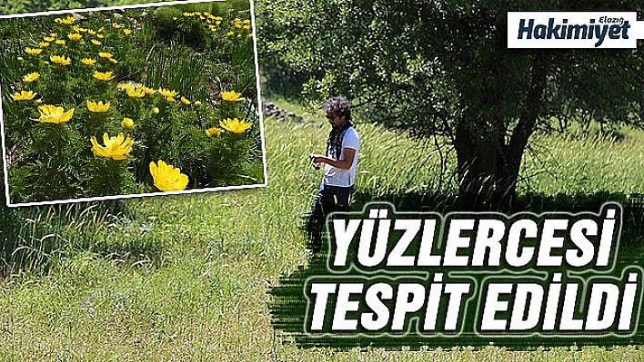 Neslinin tükendiği sanılan Horoz Gülü Tunceli'de çıktı