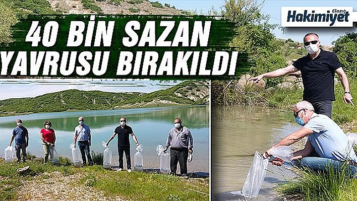 Tunceli'de bulunan Günboğazı göletine 40 bin adet sazan yavrusu bırakıldı.  