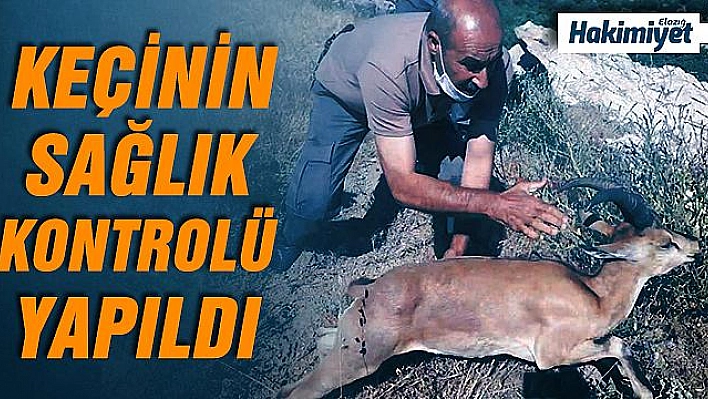 Yolunu kaybeden dağ keçisi, doğal yaşam alanına bırakıldı