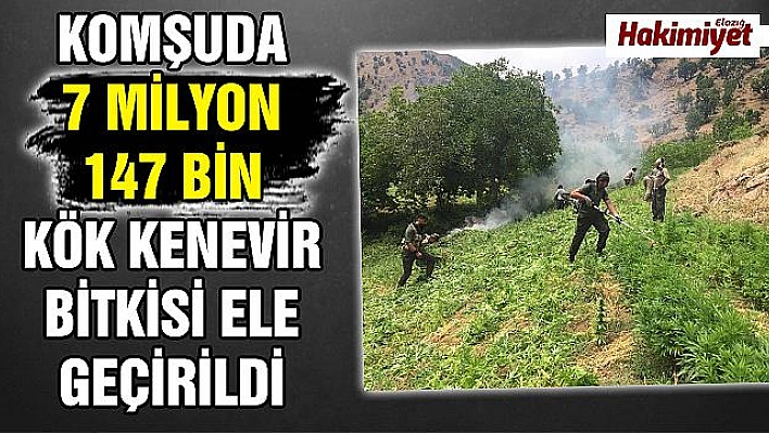 7 milyon kök  kenevir ele geçirildi