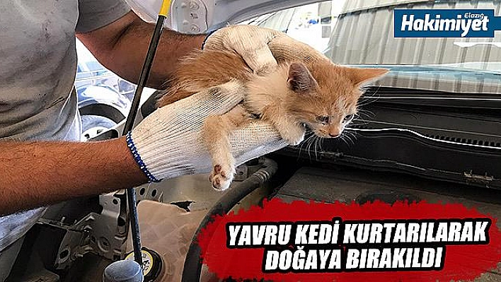 Aracın far kısmına girip sıkışan yavru kedi kurtarıldı