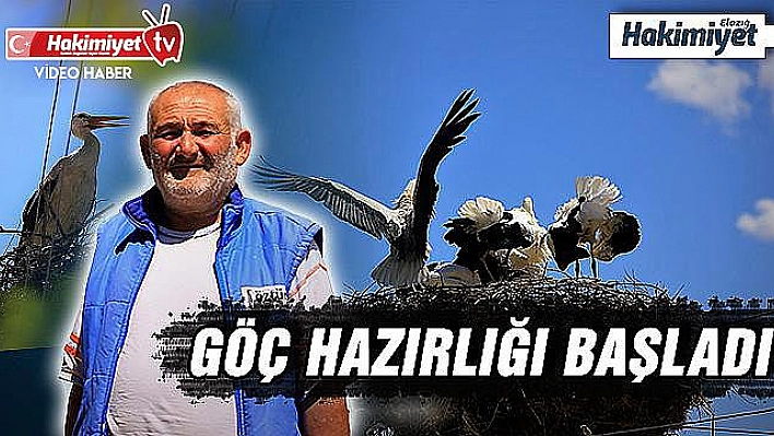 Elazığ'da leyleklerin yavruları büyüdü