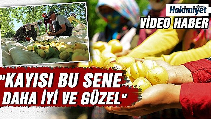 Elazığ'ın sarı altını kayısıda hasat başladı