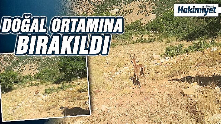 Görme kaybı yaşayan dağ keçisi iyileşti