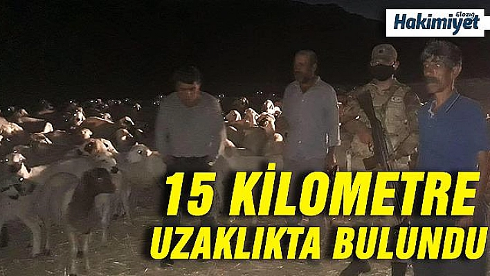 Kayıp olan 300 adet küçükbaş hayvan drone ile bulundu