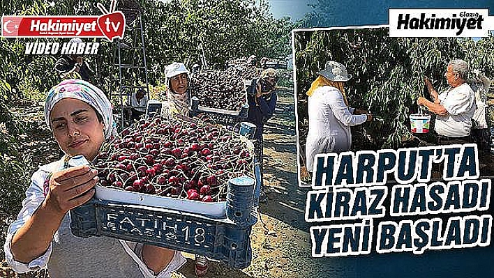 Kirazın diğer bölgelerde hasadı bitti, Harput'ta yeni başladı