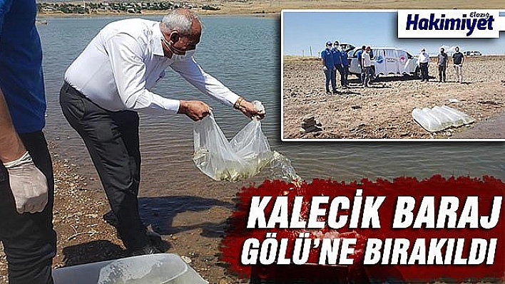 Elazığ'da Kalecik Barajı'na 5 bin sazan yavrusu bırakıldı